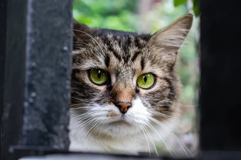 What Cat Litter Lasts The Longest?