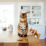 Why Do Cats Watch You Clean Their Litter Box?
