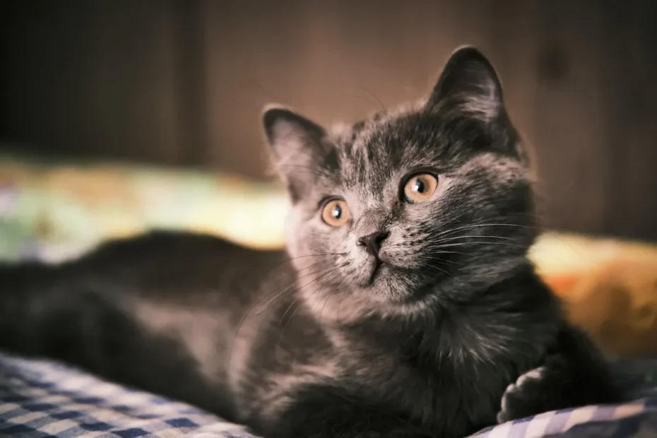 Will A Cat Poop Without A Litter Box?
