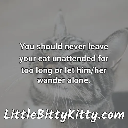 You should never leave your cat unattended for too long or let him/her wander alone.