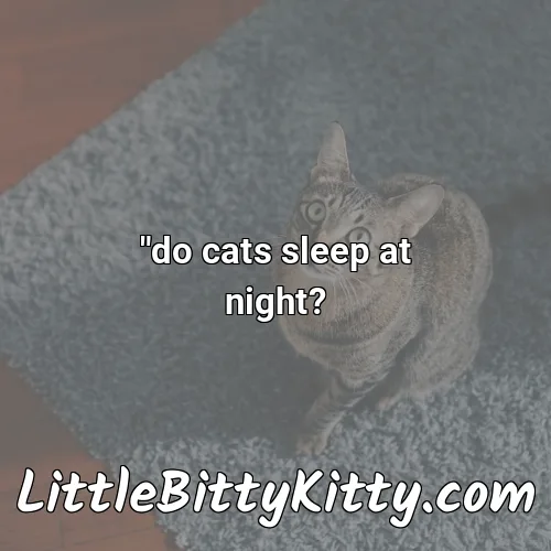 "do cats sleep at night?