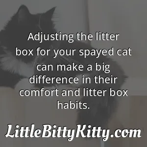 Adjusting the litter box for your spayed cat can make a big difference in their comfort and litter box habits.