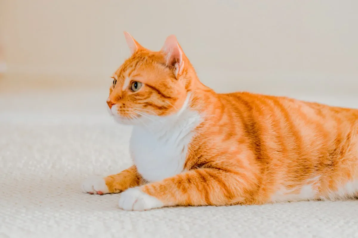 Advantages Of Wet Food For Cats