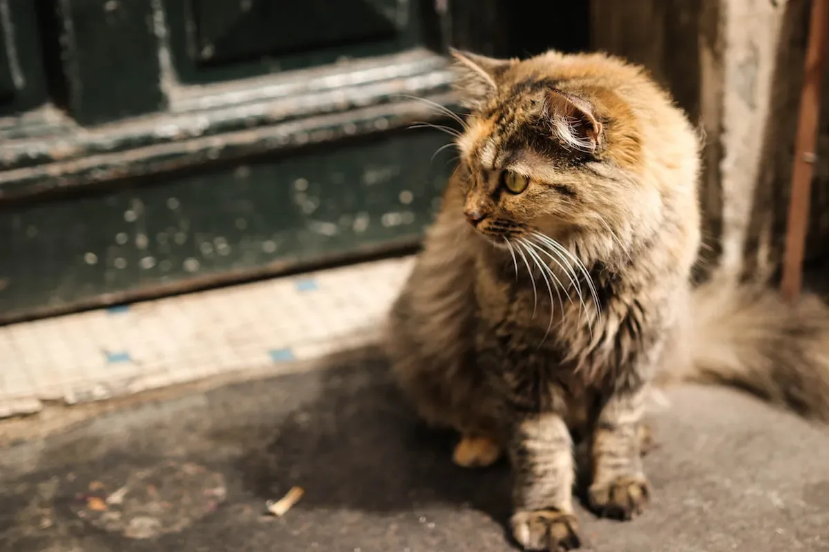 Are Some Cats More Likely To Fight After Grooming?