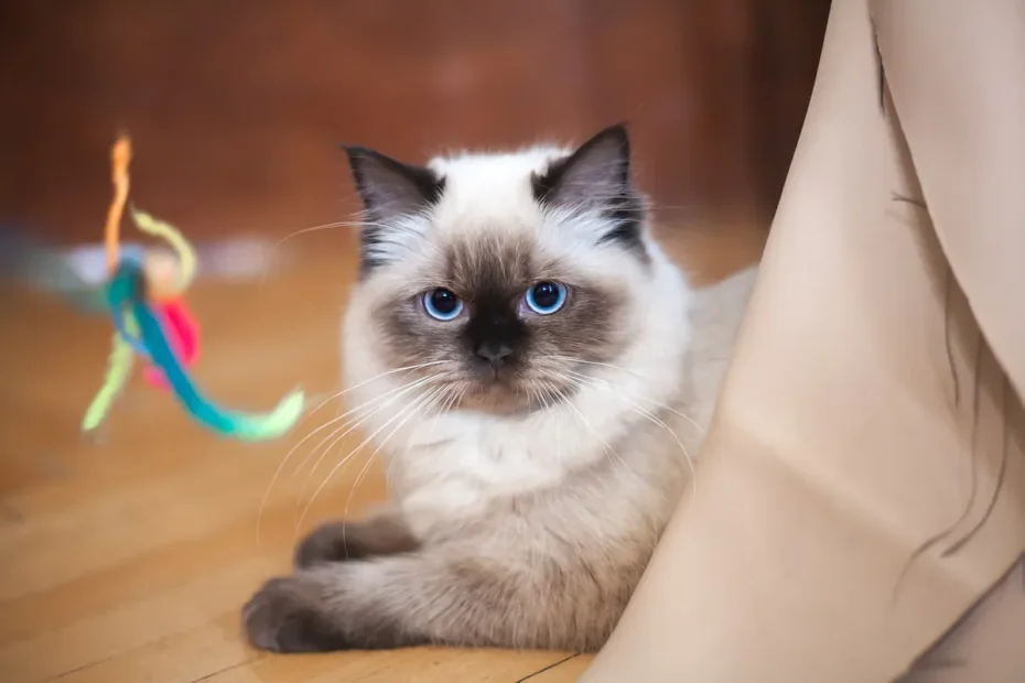 Are Wool Toys Safe for Cats? Find Out Now!