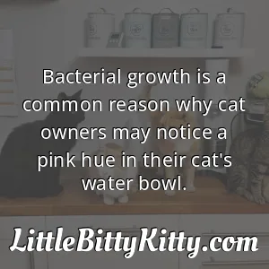 Bacterial growth is a common reason why cat owners may notice a pink hue in their cat's water bowl.