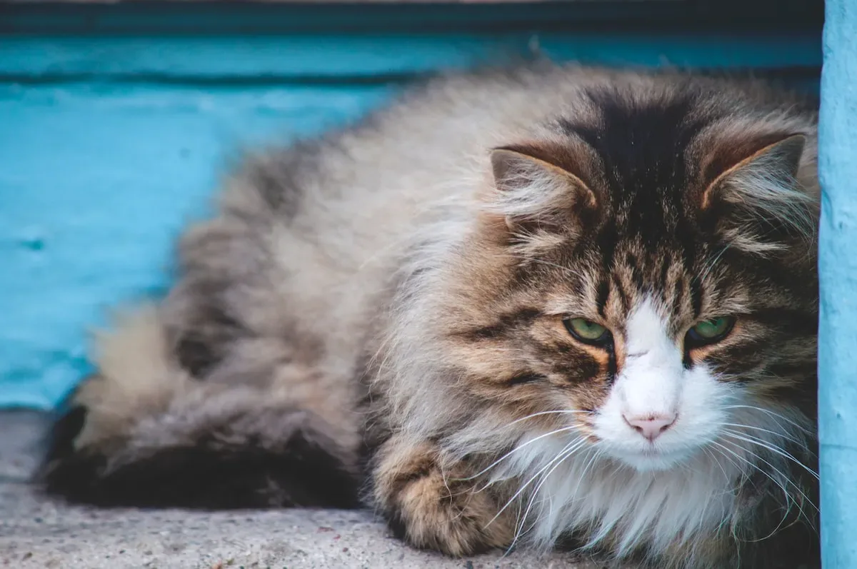 Benefits Of Homemade Cat Litter