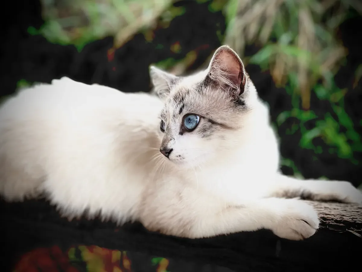Can Cat Litter Absorb Other Liquids Besides Water?