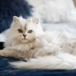 Can Cats Choke on Toys? Tips to Keep Your Feline Friend Safe.