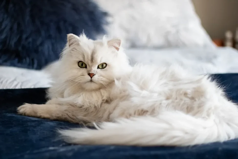 Can Cats Choke on Toys? Tips to Keep Your Feline Friend Safe.