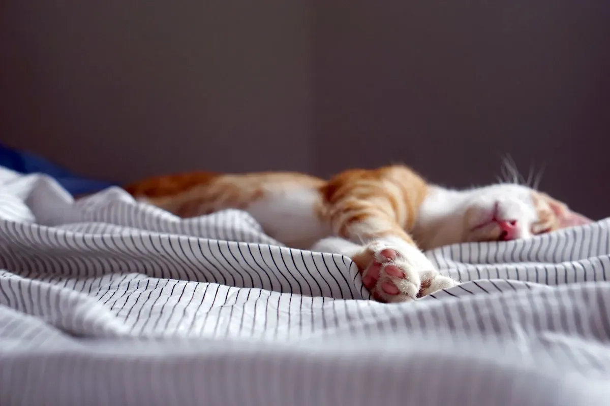 Can Cats Figure Out Where To Go Potty?