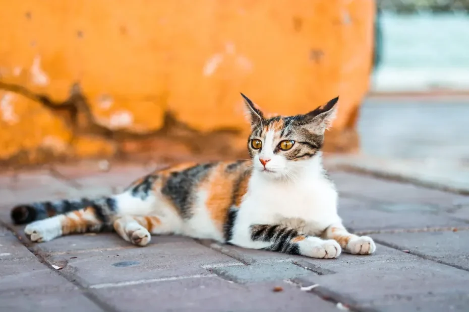 Can Cats Get Ringworm from Litter Boxes? Explained!