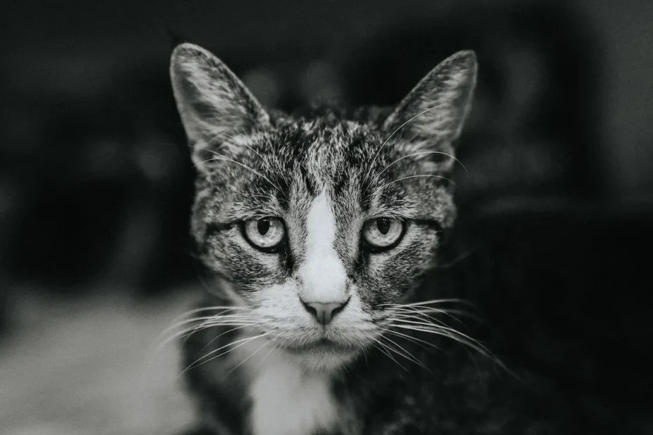 Can Cats See Water? Unveiling Feline Visual Perception