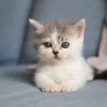 Can Cats & Rabbits Share a Litter Box? Learn How to Make It Work.