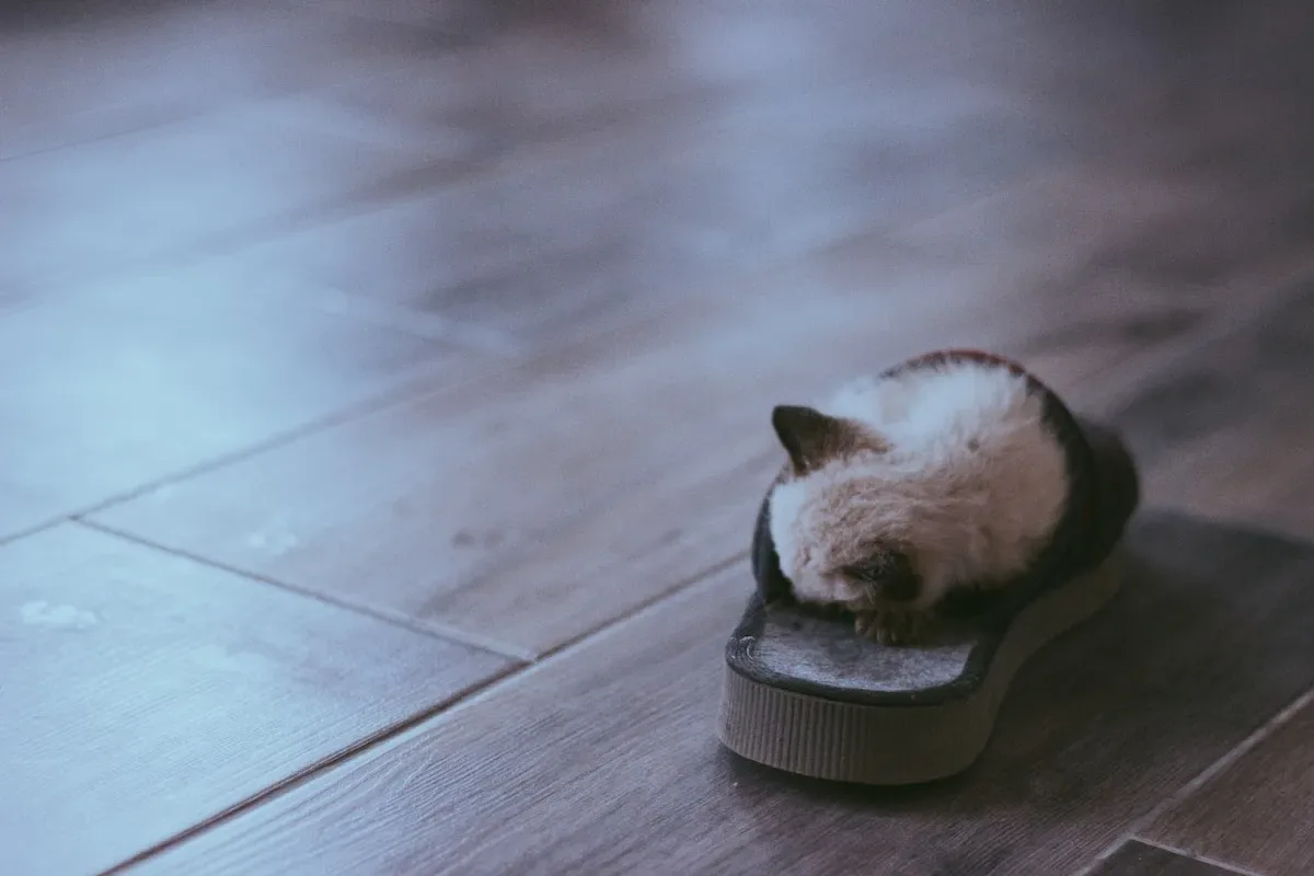 Can Litter Box Problems Indicate A Larger Health Issue In Cats?