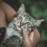 Can Male Cats Mate with Kittens? Understanding Feline Sexual Behavior