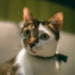 Can You Use Cat Litter Outside? The Pros and Cons.