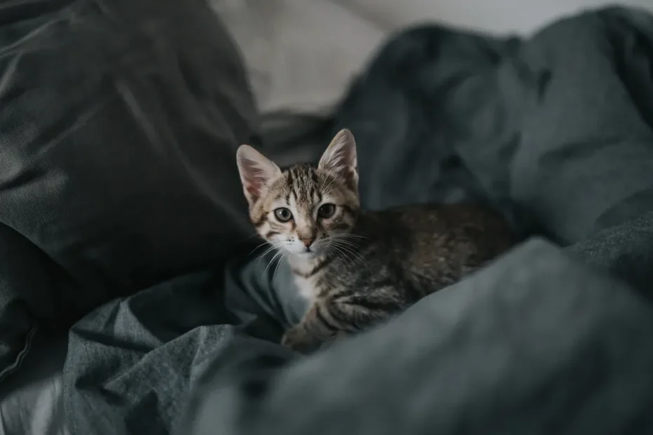 Cat Litter Box Training: Tips and Tricks for a Clean Home