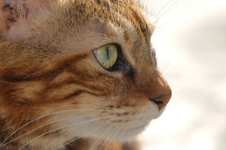 Cat Litter Lifespan: How Long Does it Last?