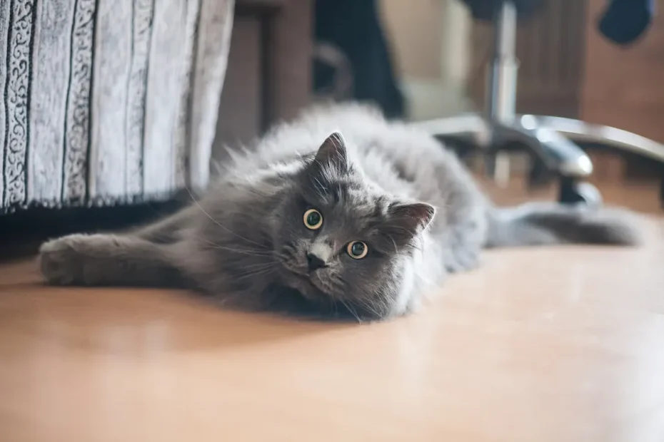 Cat Litter Lifespan: How Long Should it Last?