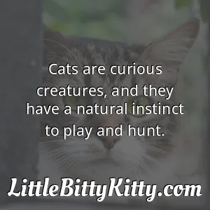Cats are curious creatures, and they have a natural instinct to play and hunt.