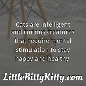 Cats are intelligent and curious creatures that require mental stimulation to stay happy and healthy.