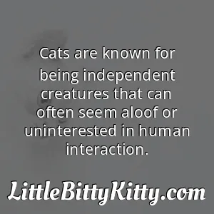 Cats are known for being independent creatures that can often seem aloof or uninterested in human interaction.
