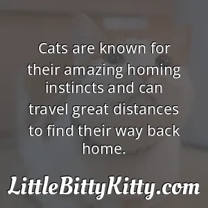 Cats are known for their amazing homing instincts and can travel great distances to find their way back home.