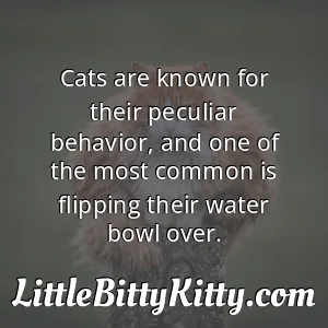 Cats are known for their peculiar behavior, and one of the most common is flipping their water bowl over.
