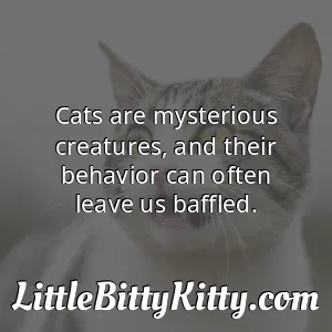 Cats are mysterious creatures, and their behavior can often leave us baffled.