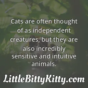 Cats are often thought of as independent creatures, but they are also incredibly sensitive and intuitive animals.
