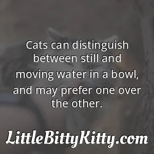 Cats can distinguish between still and moving water in a bowl, and may prefer one over the other.