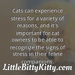 Cats can experience stress for a variety of reasons, and it's important for cat owners to be able to recognize the signs of stress in their feline companions.