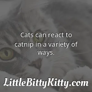 Cats can react to catnip in a variety of ways.