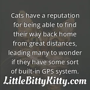 Cats have a reputation for being able to find their way back home from great distances, leading many to wonder if they have some sort of built-in GPS system.