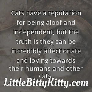 Cats have a reputation for being aloof and independent, but the truth is they can be incredibly affectionate and loving towards their humans and other cats.
