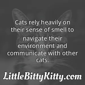 Cats rely heavily on their sense of smell to navigate their environment and communicate with other cats.