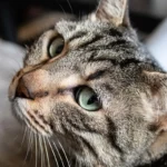 Clumping Catastrophe? Why Your Cat Litter Might Stop Clumping