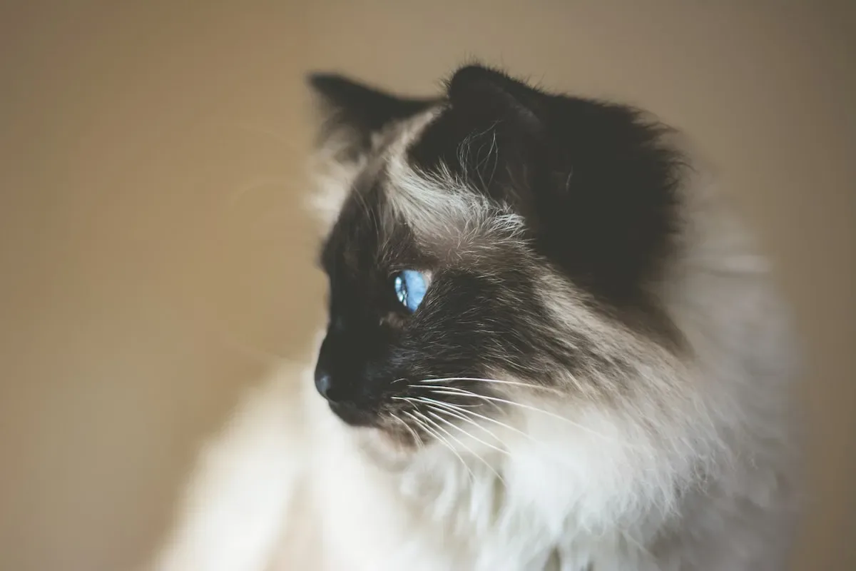 Common Symptoms Of Air Freshener Poisoning In Cats