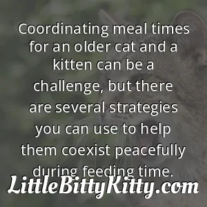 Coordinating meal times for an older cat and a kitten can be a challenge, but there are several strategies you can use to help them coexist peacefully during feeding time.