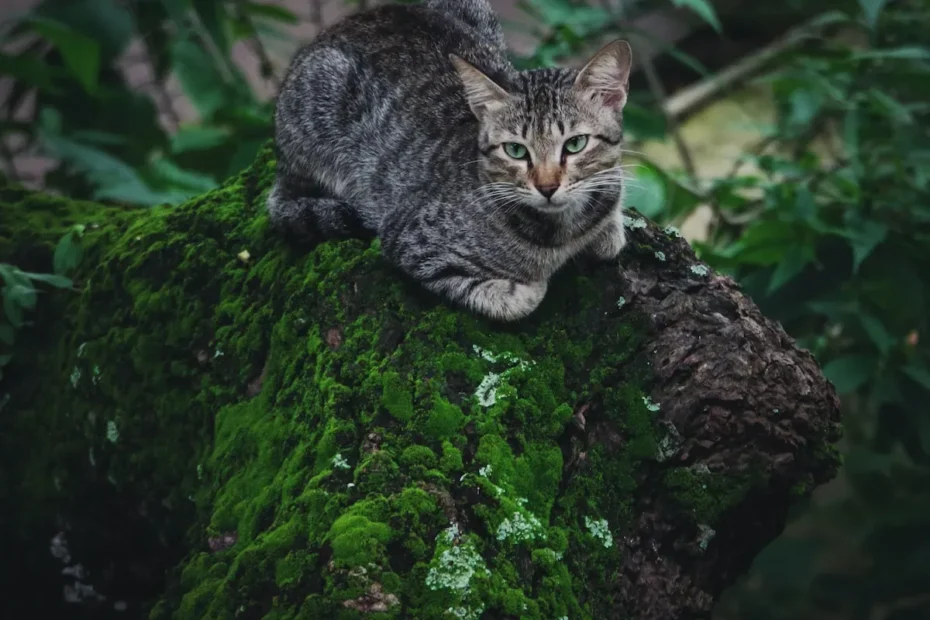 Cracking the Cat Bowl Conundrum: Why Your Cat Refuses to Drink