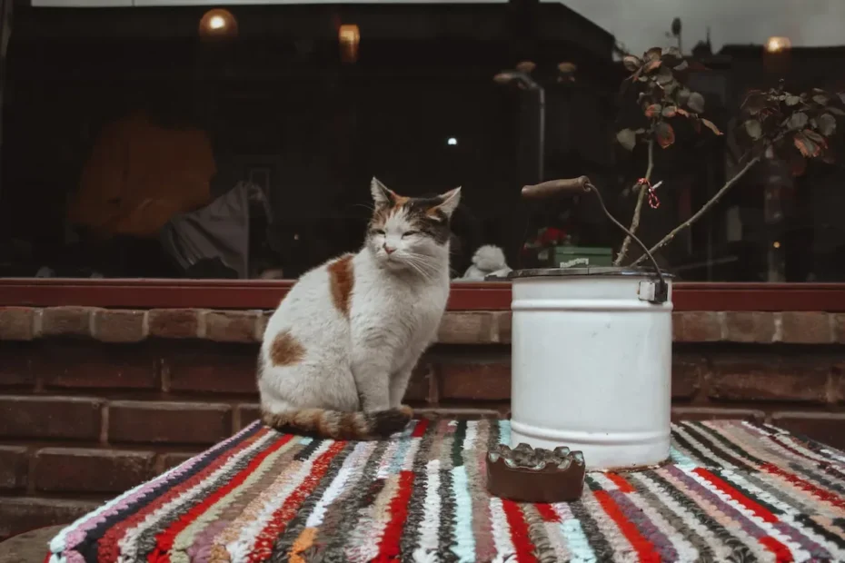 Cracking the Expensive Cat Food Mystery: Unveiling the Hidden Truths