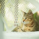DIY Feather Cat Toy: Make Your Feline Friend Purr with Joy!