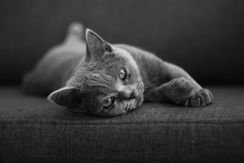 Debunking the Myth: Petsmart Cat Grooming without Sedation