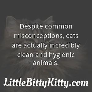 Despite common misconceptions, cats are actually incredibly clean and hygienic animals.