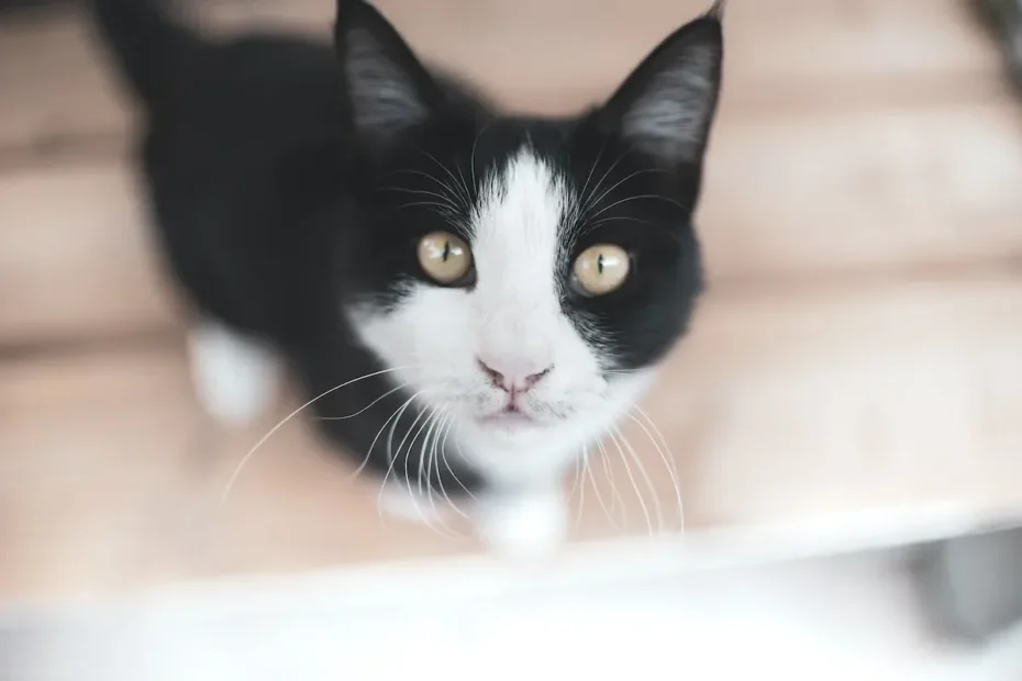Do Cats Get Bored of Toys? Keeping Your Feline Entertained