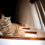 Do Cats Know Where to Poop? Decoding Feline Bathroom Behaviors.