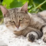 Do Cats Need a Bed? Discover the Benefits of Providing Your Feline Friend a Cozy Sleeping Spot