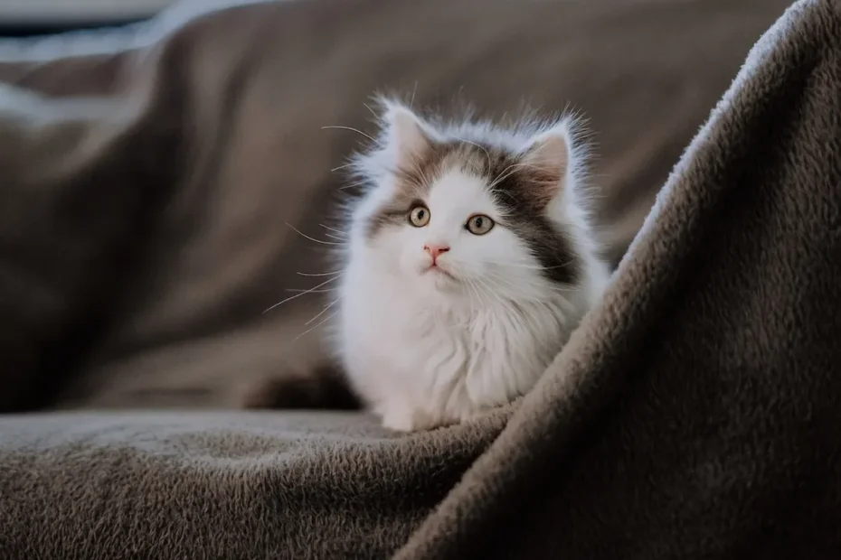 Do Cats Need a Bed? The Surprising Answer You Need to Know!