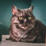 Do Cats Remember Owners After 2 Years? Discover the Truth.